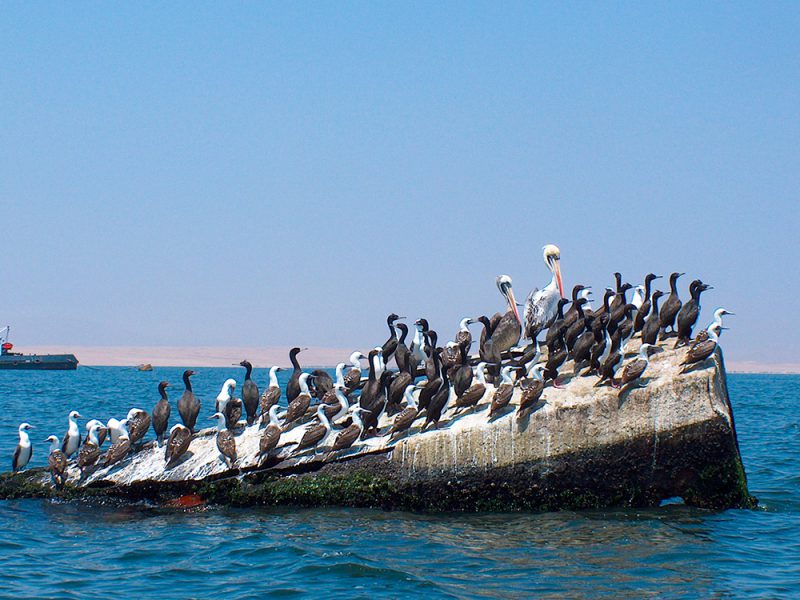 les iles ballestas perou