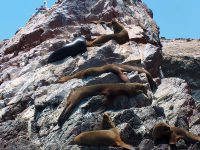 les îles Ballestas