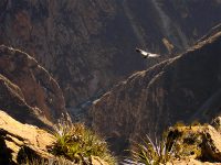 La vallée de Colca