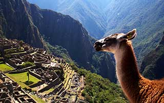 Lama Machu Picchu