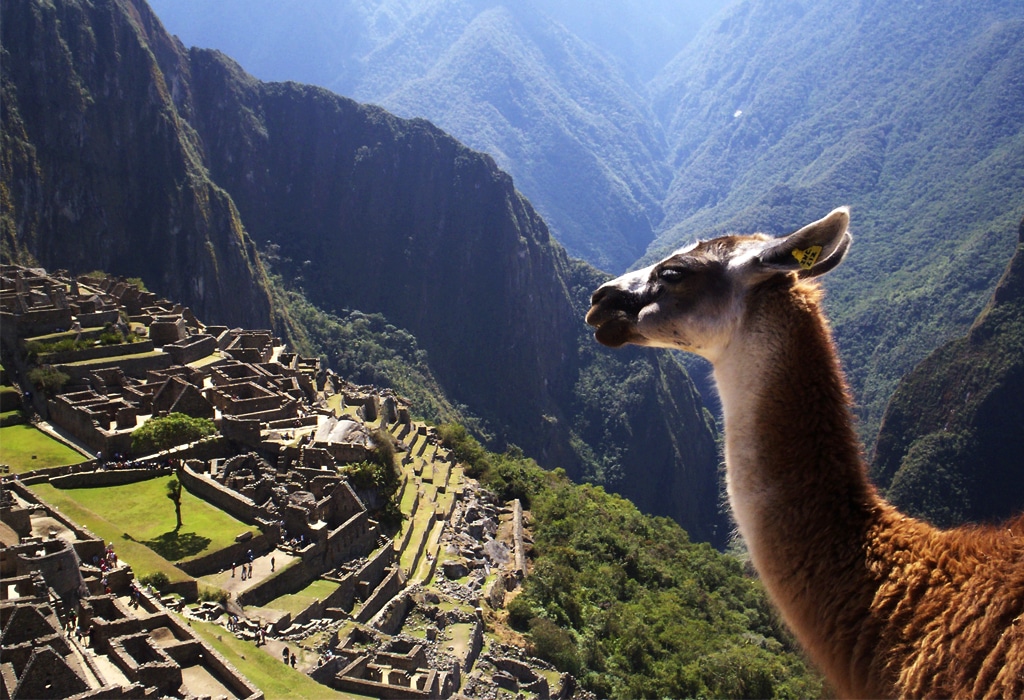 Lama Machu Picchu