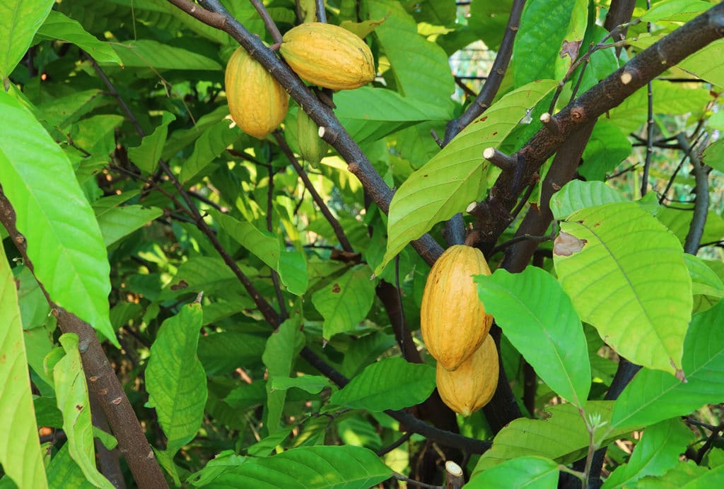 Plantation de cacao péruvien dans la jungle amazonienne, cabosses mûres sur un arbre.