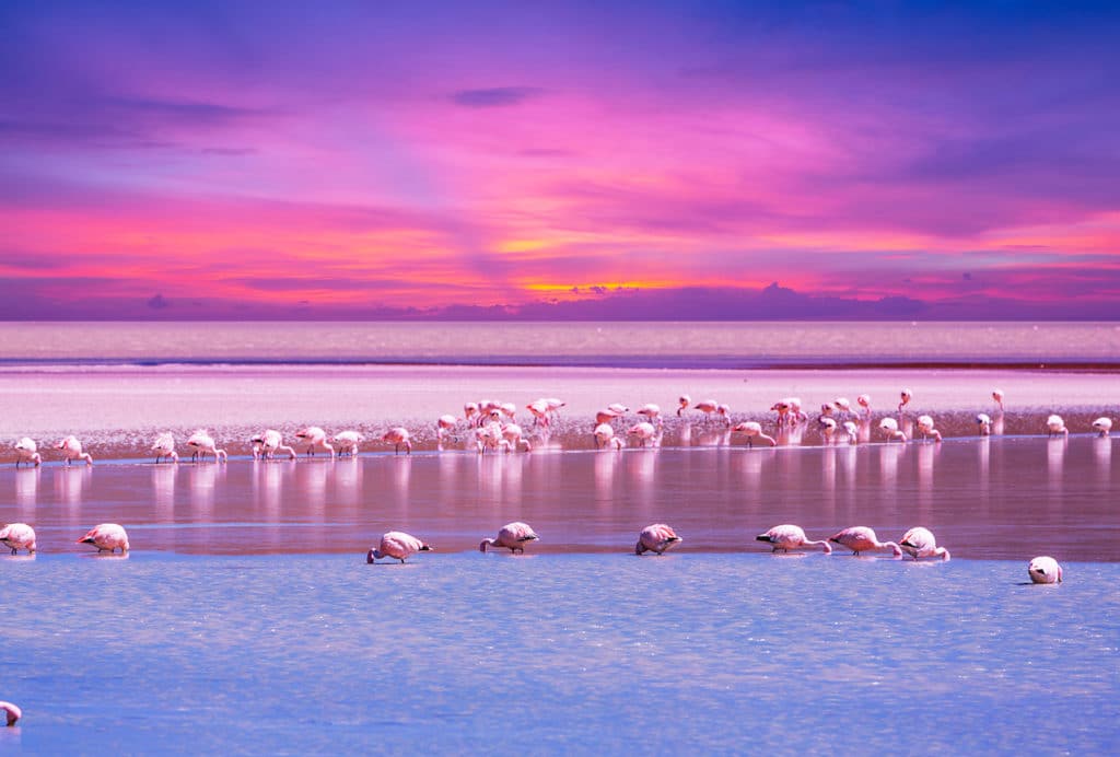 Laguna Colorada dans le Sud-Lipez, eau rouge intense bordée de montagnes, avec flamants roses en plein vol.